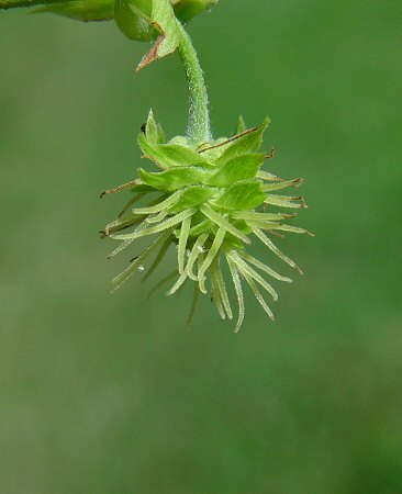 Humulus_lupulus_pistillate_flowers.jpg