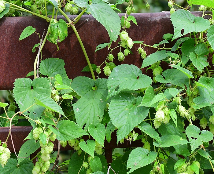 Humulus_lupulus_plant.jpg