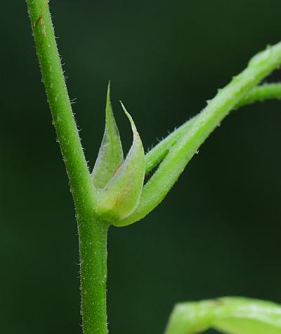 Humulus_lupulus_stem.jpg