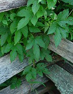 Humulus lupulus thumbnail