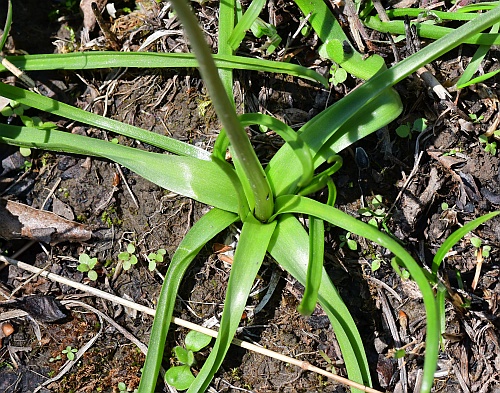 Hyacinthoides_non-scripta_basals.jpg