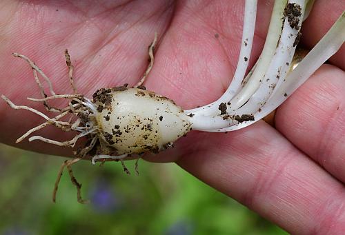 Hyacinthoides_non-scripta_bulb.jpg