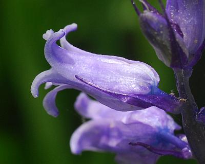 Hyacinthoides_non-scripta_flower2.jpg