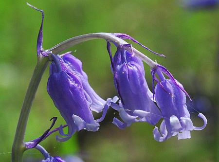 Hyacinthoides_non-scripta_flowers.jpg