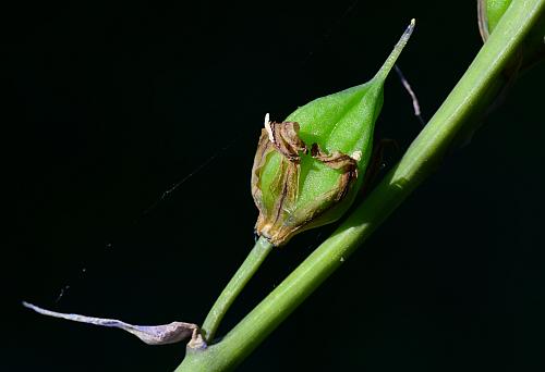 Hyacinthoides_non-scripta_fruit1.jpg