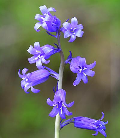 Hyacinthoides_non-scripta_inflorescence.jpg