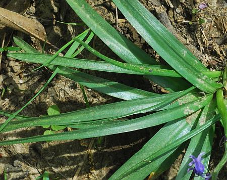 Hyacinthoides_non-scripta_leaves.jpg