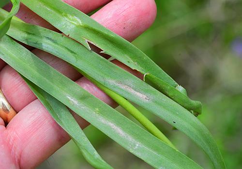 Hyacinthoides_non-scripta_leaves2.jpg