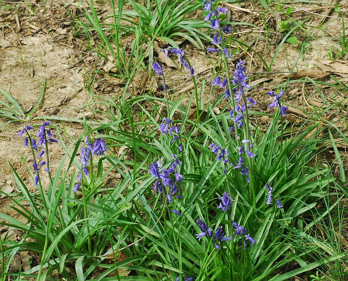 Hyacinthoides_non-scripta_plant.jpg