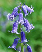 Hyacinthoides non-scripta thumbnail