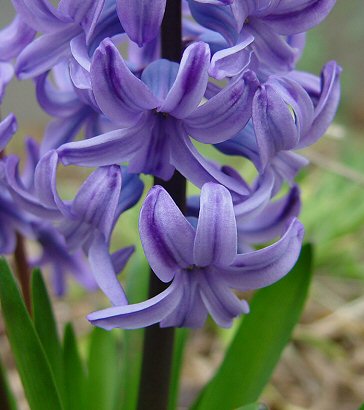 Hyacinthus_orientalis_flowers1.jpg