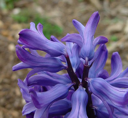 Hyacinthus_orientalis_flowers2.jpg