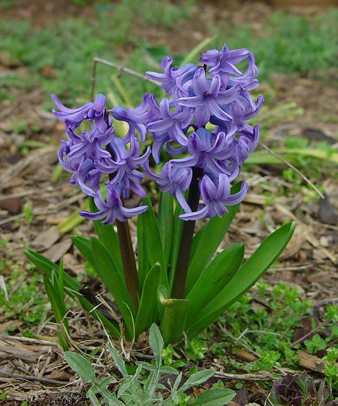 Hyacinthus_orientalis_plant.jpg