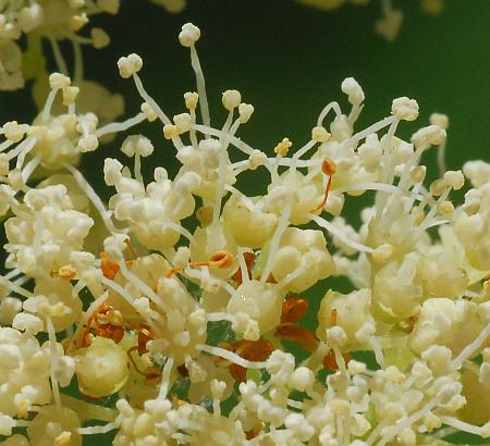 Hydrangea_arborescens_flowers.jpg