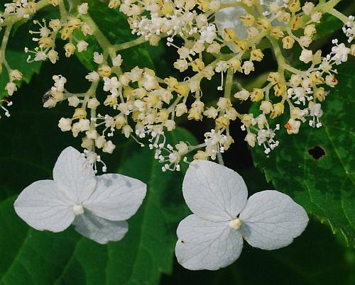 Hydrangea_arborescens_flowers2.jpg