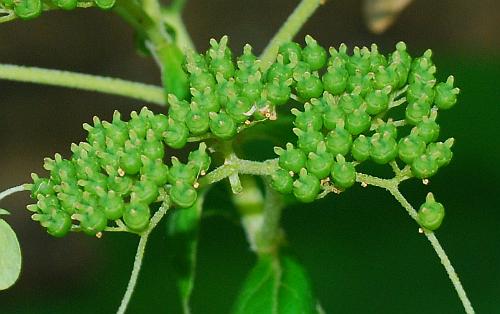 Hydrangea_arborescens_fruits.jpg