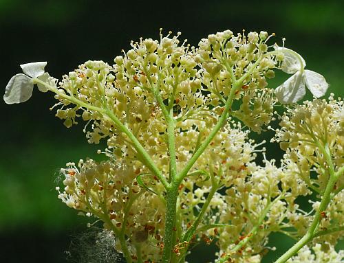 Hydrangea_arborescens_inflorescence.jpg