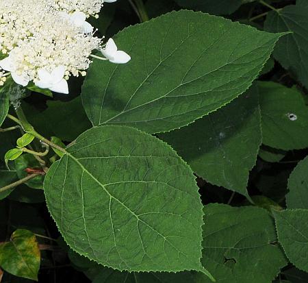 Hydrangea_arborescens_leaf1.jpg