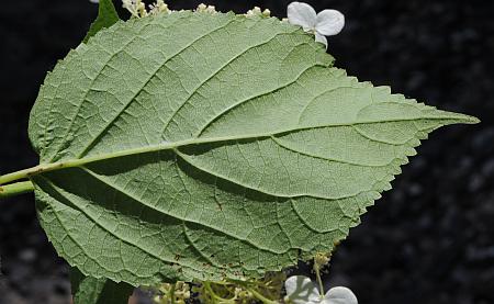 Hydrangea_arborescens_leaf2.jpg