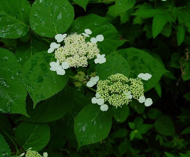 Hydrangea_arborescens_plant.jpg