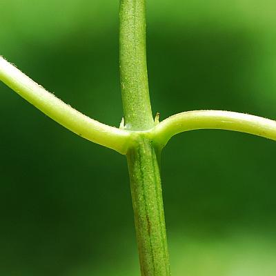 Hydrangea_arborescens_stem.jpg