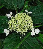 Hydrangea arborescens thumbnail