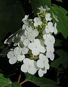 Hydrangea quercifolia thumbnail