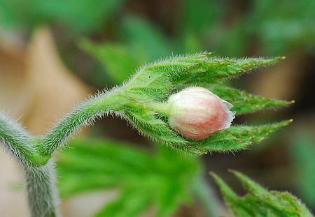 Hydrastis_canadensis_bud.jpg