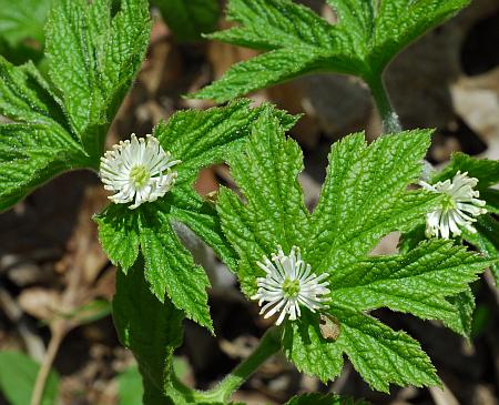 Hydrastis_canadensis_flower.jpg