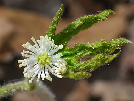 Hydrastis_canadensis_flower0.jpg