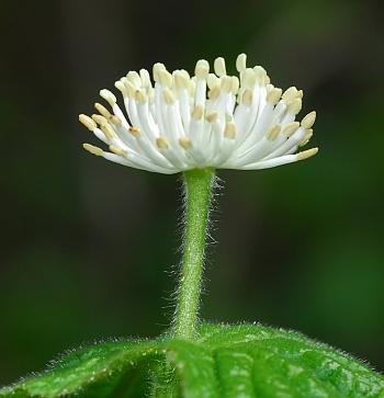 Hydrastis_canadensis_flower2.jpg