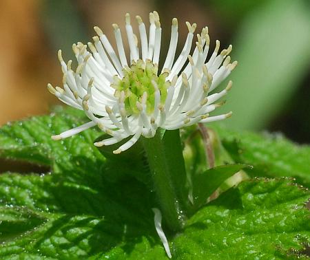 Hydrastis_canadensis_flower3.jpg