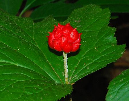 Hydrastis_canadensis_fruits.jpg