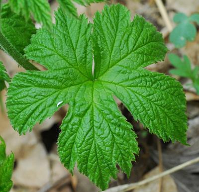 Hydrastis_canadensis_leaf1.jpg