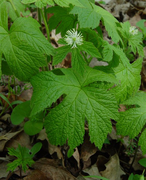 Hydrastis_canadensis_plant.jpg