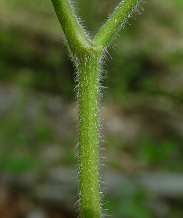 Hydrastis_canadensis_stem.jpg