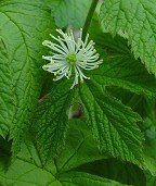 Hydrastis canadensis thumbnail