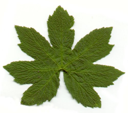 Hydrastis_leaf.jpg