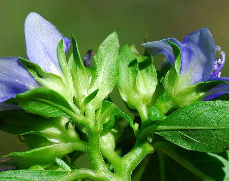 Hydrolea_uniflora_calyces.jpg