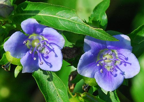 Hydrolea_uniflora_flowers.jpg