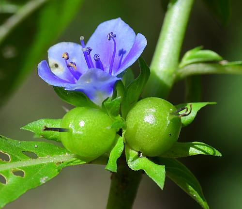 Hydrolea_uniflora_fruits.jpg