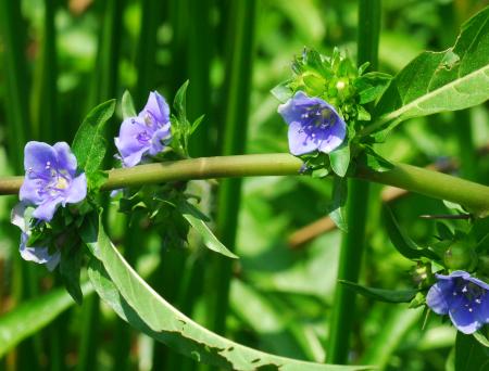 Hydrolea_uniflora_inflorescence.jpg