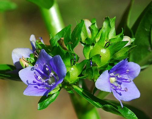 Hydrolea_uniflora_inflorescence2.jpg