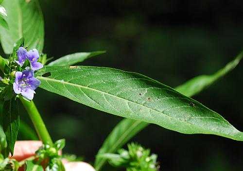 Hydrolea_uniflora_leaf1.jpg