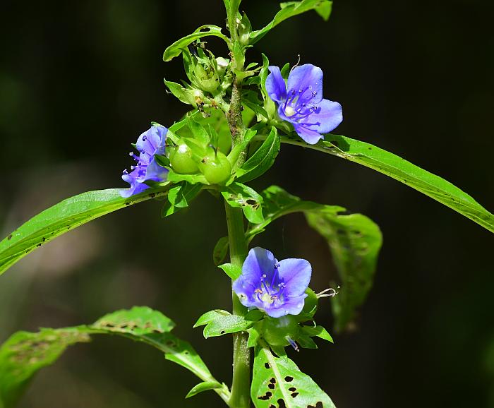 Hydrolea_uniflora_plant.jpg