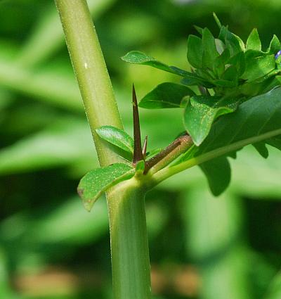 Hydrolea_uniflora_stem.jpg