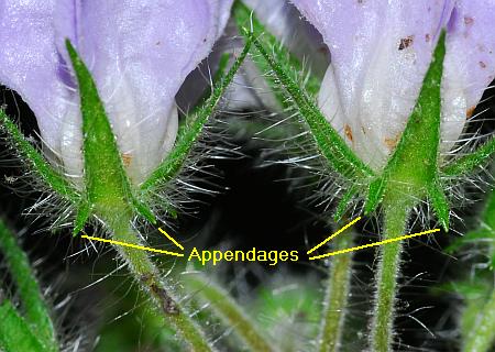 Hydrophyllum_appendiculatum_appendages.jpg