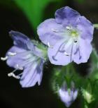 Hydrophyllum appendiculatum thumbnail