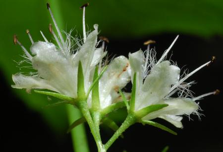 Hydrophyllum_canadense_calyx.jpg