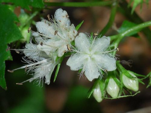 Hydrophyllum_canadense_flower.jpg